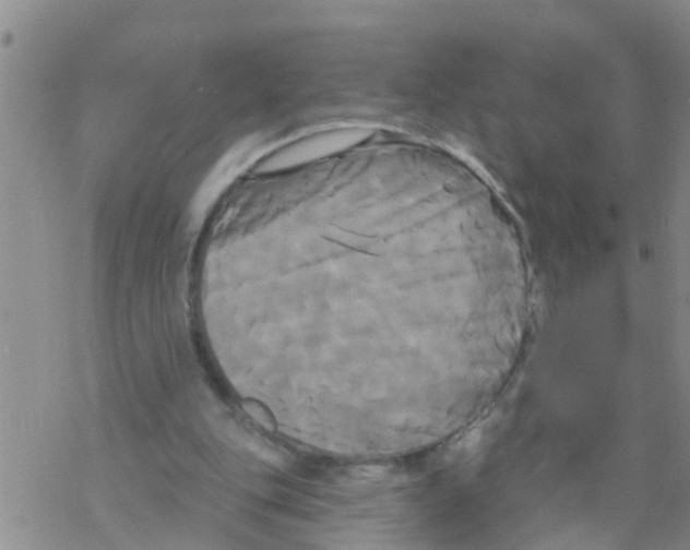 X0000068770151200605262215