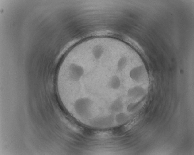 X0000068770155200605262215