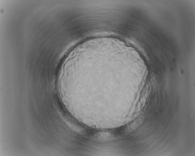 X0000068770159200605262215