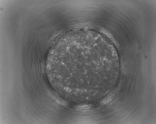 X0000068770161200605262215