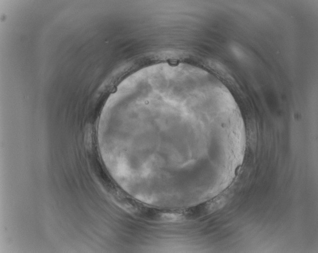 X0000068770167200605262215