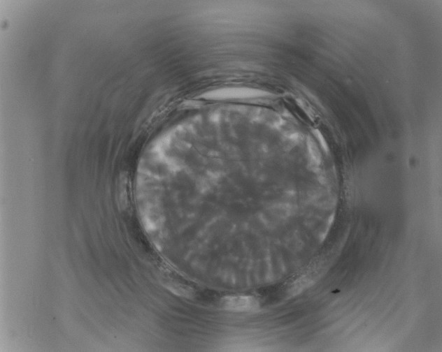 X0000068770169200605262215