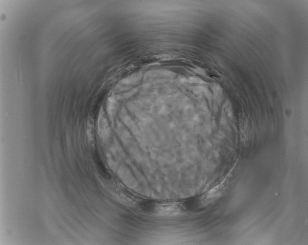 X0000068770175200605262215