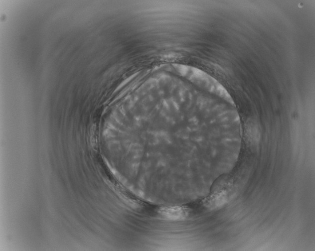 X0000068770181200605262215