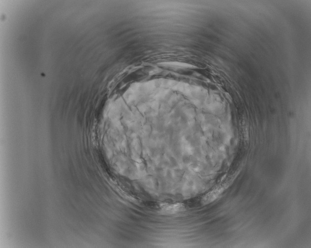 X0000068770185200605262215