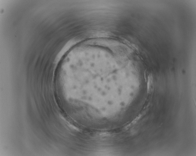 X0000068770195200605262214