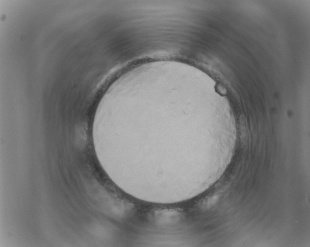 X0000068770208200605262214