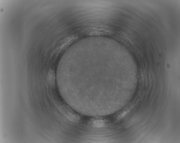 X0000068770228200605262214