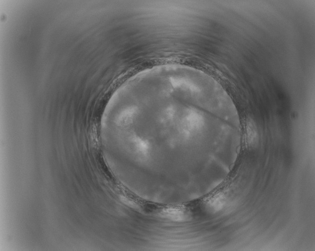 X0000068770236200605262214