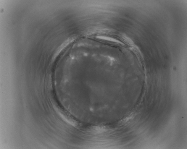 X0000068770250200605262213