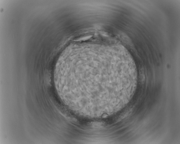 X0000068770255200605262213