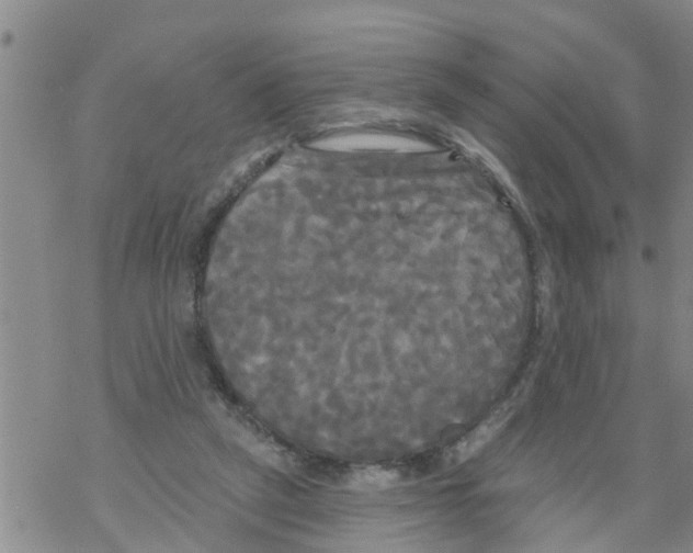 X0000068770257200605262213