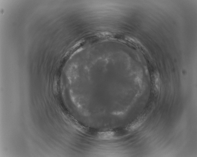 X0000068770266200605262213