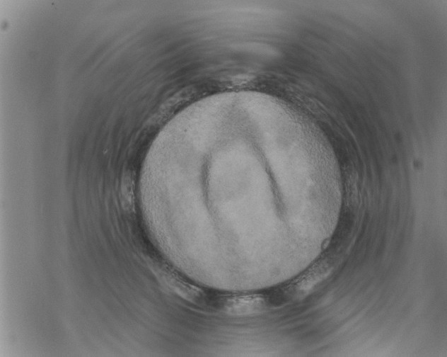 X0000068770274200605262213