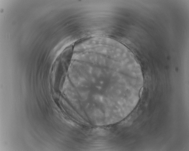 X0000068770290200605262213