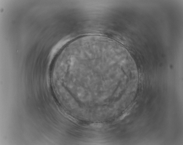 X0000068770294200605262213