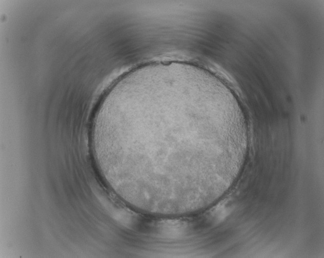 X0000068770298200605262213