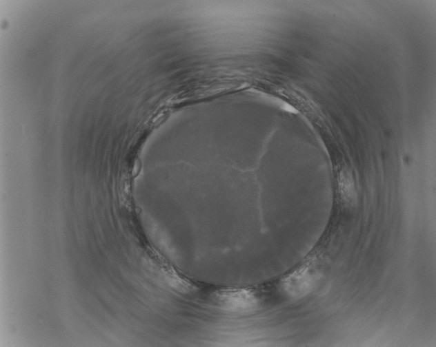 X0000068770322200605262212