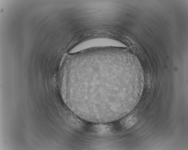 X0000068770326200605262212