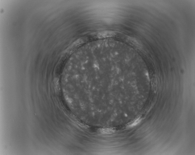 X0000068770327200605262212