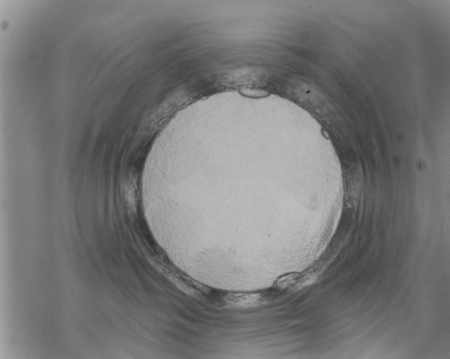 X0000068770334200605262212