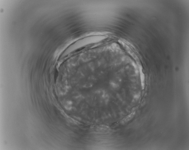 X0000068770337200605262211