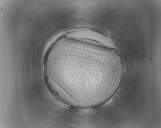 X0000068770342200605262211