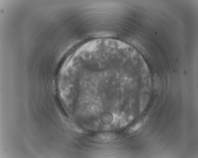 X0000068770351200605262212