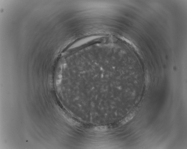 X0000068770353200605262212