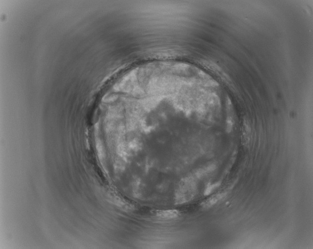 X0000068770355200605262212