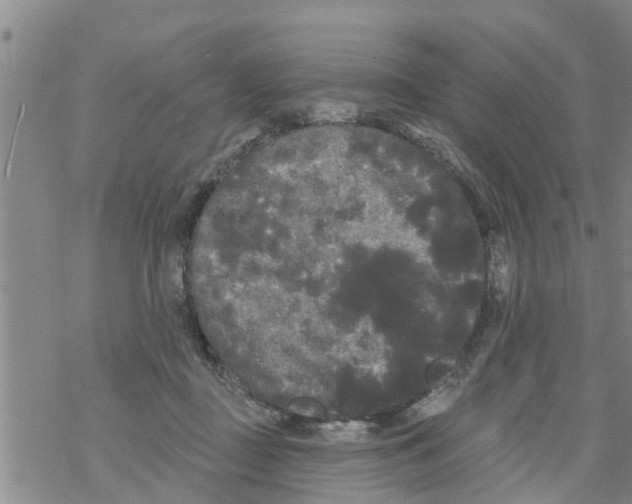 X0000068770363200605262212