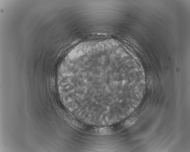 X0000068770365200605262212