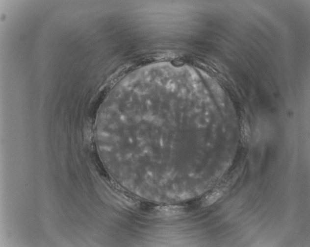 X0000068770367200605262212