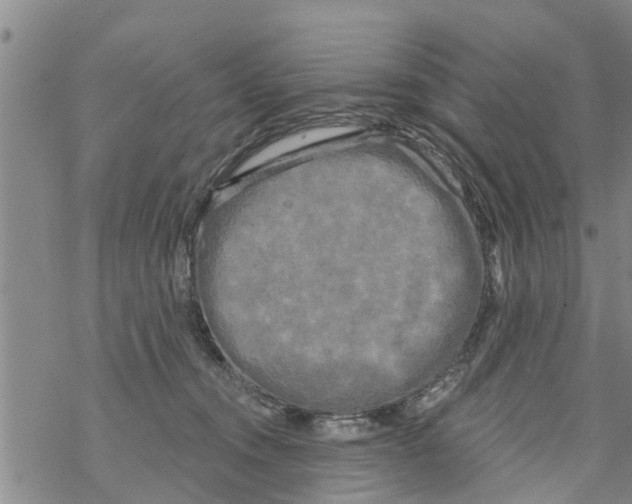 X0000068770372200605262212