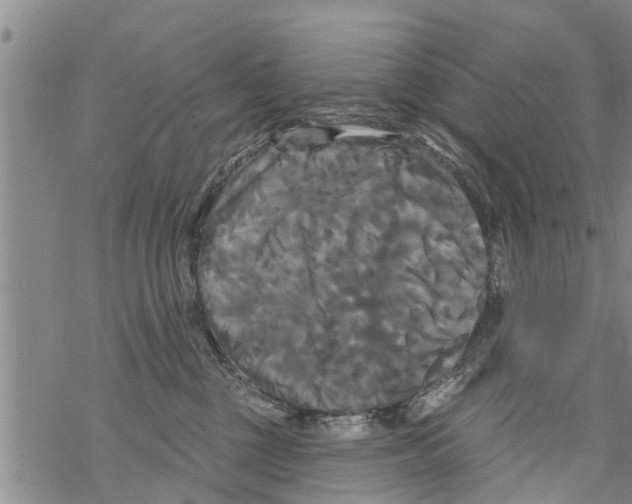 X0000068770377200605262212