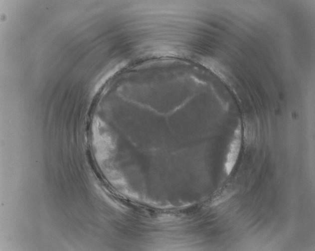 X0000068770390200605262211