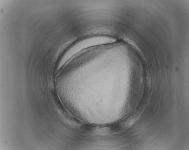 X0000068770403200605262211