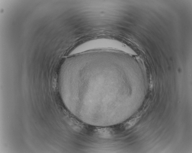 X0000068770417200605262211