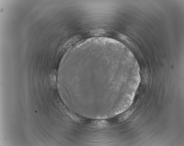 X0000068770427200605262211