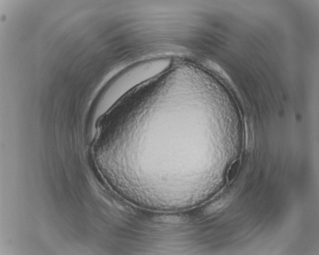 X0000068770435200605262210