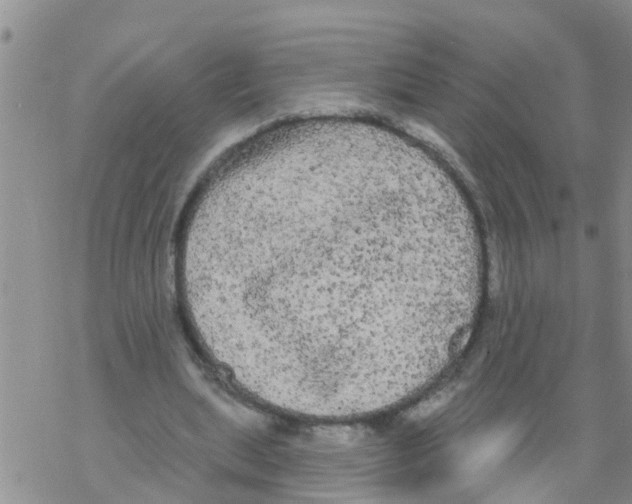 X0000068770439200605262210