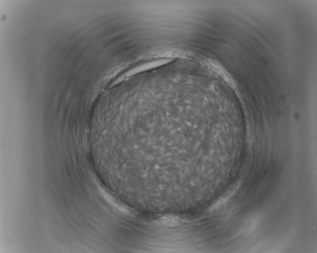 X0000068770441200605262210