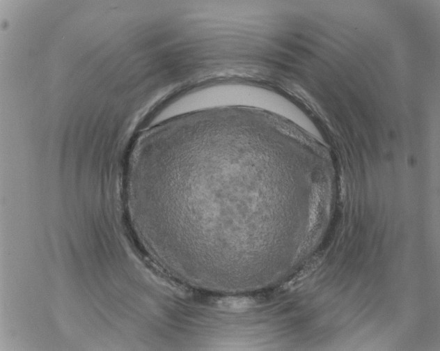 X0000068770444200605262210