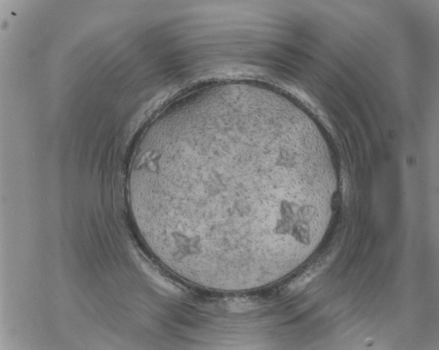 X0000068770445200605262210