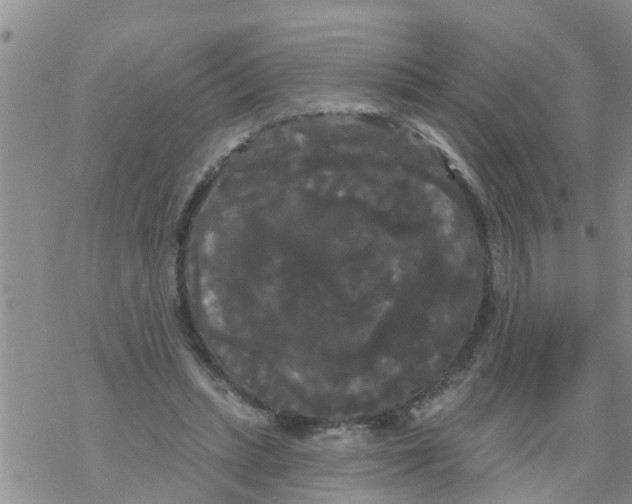 X0000068770447200605262210