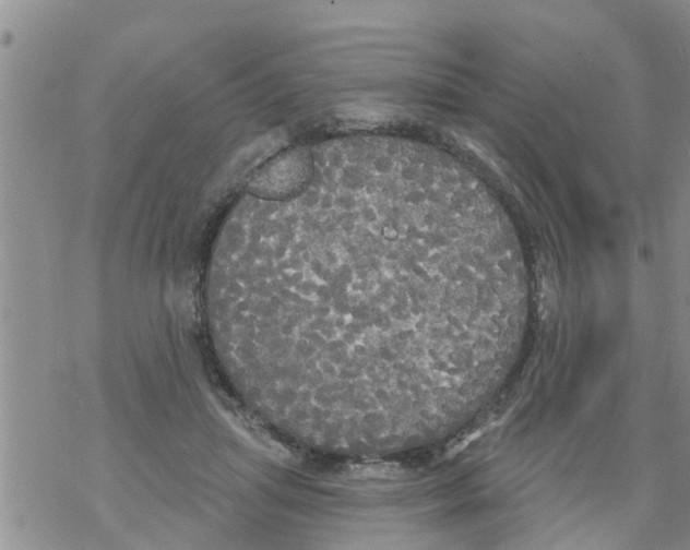 X0000068770455200605262210