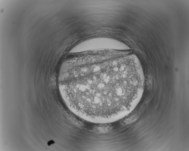 X0000068770466200605262210