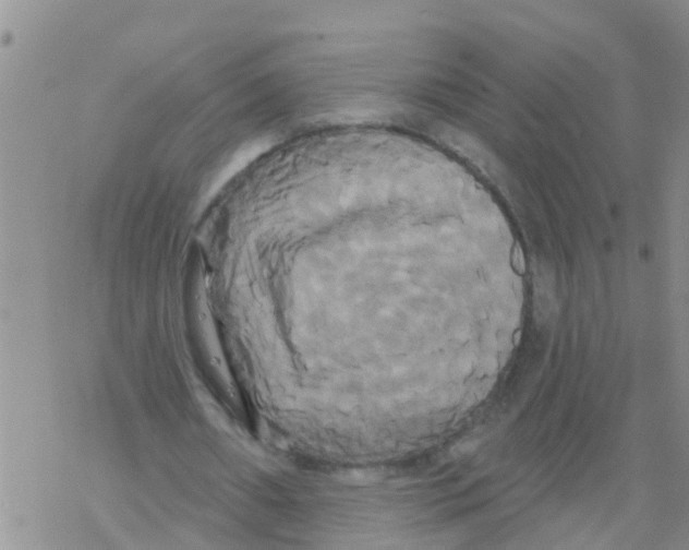 X0000068770482200605262210