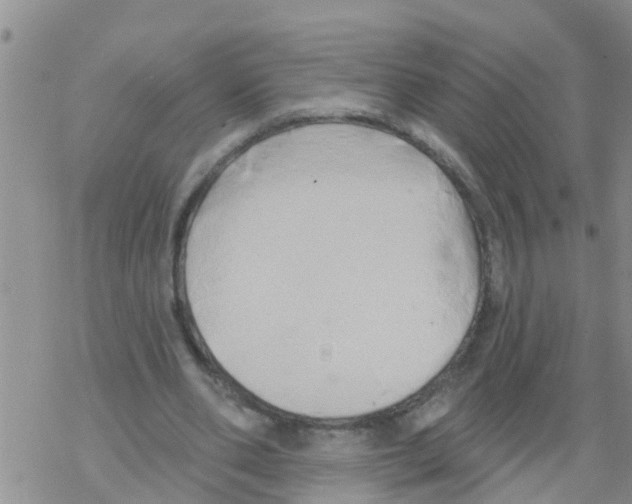 X0000068770486200605262210