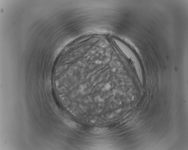 X0000068770487200605262210